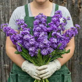 Iron Blue, Stock Seeds